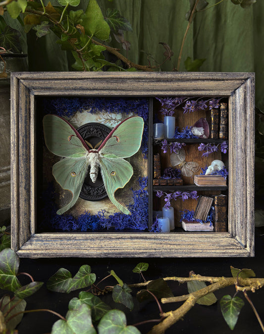 Lilac Apothecary cabinet - Luna moth