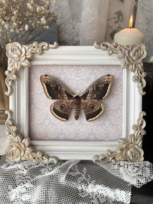 The Royal Study – Emperor Moth (21x18 cm) (Vintage wood frame)