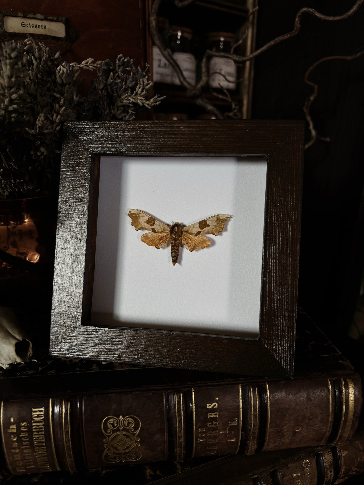 Mimas tiliae | Wings of Whimsy Collection (12x12cm)