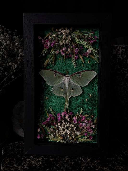 „Emerald enchantment“ - Actias Luna Moth (23x18cm)