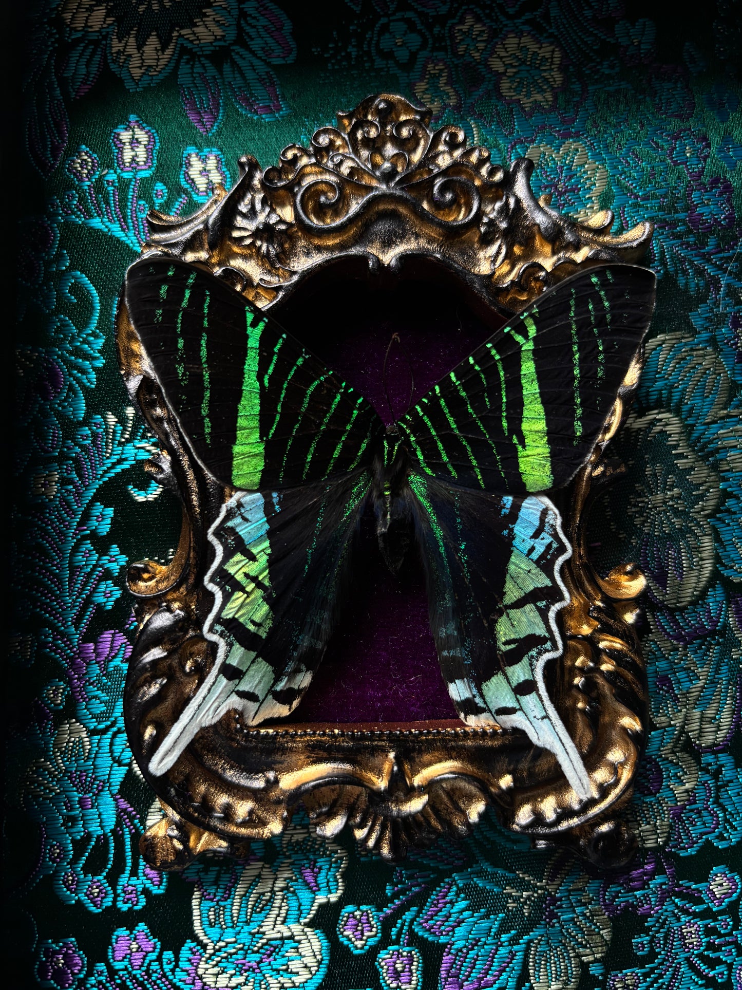 Urania leilus - Whimsical Display (18x13cm)