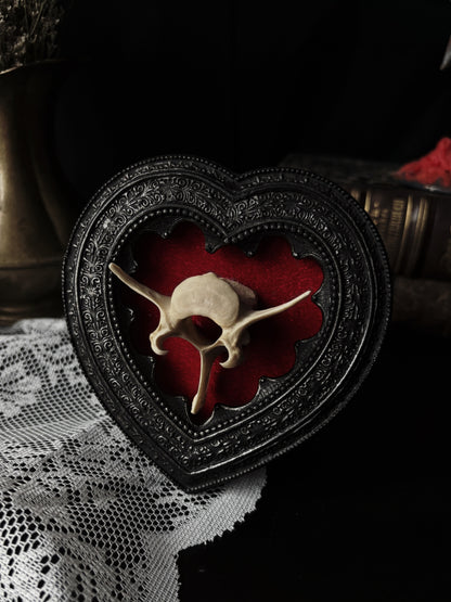 Heart frame - spinal bone