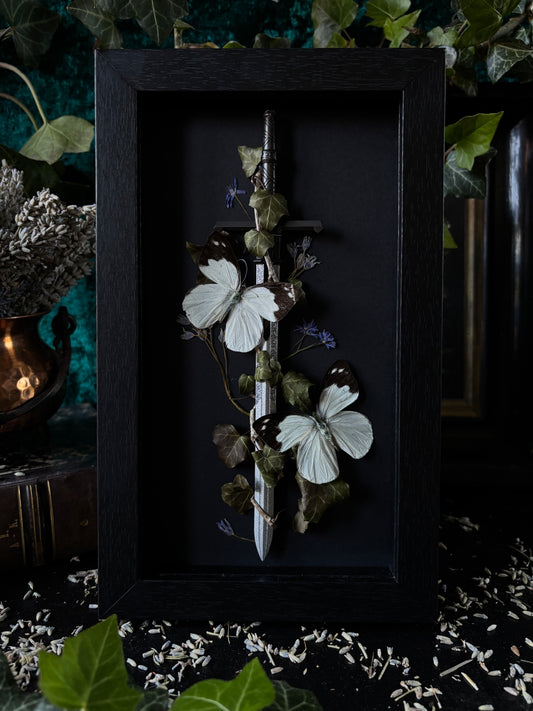 Sword frame - Appias Indra (22x12cm)