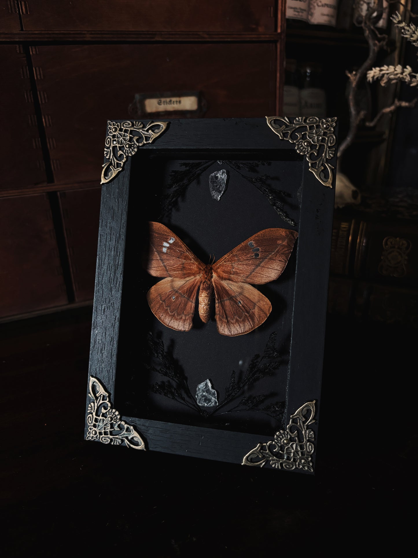 Crimson vows- Cricula trifenestrata javana  (15x10cm)