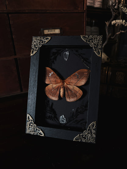 Crimson vows- Cricula trifenestrata javana  (15x10cm)