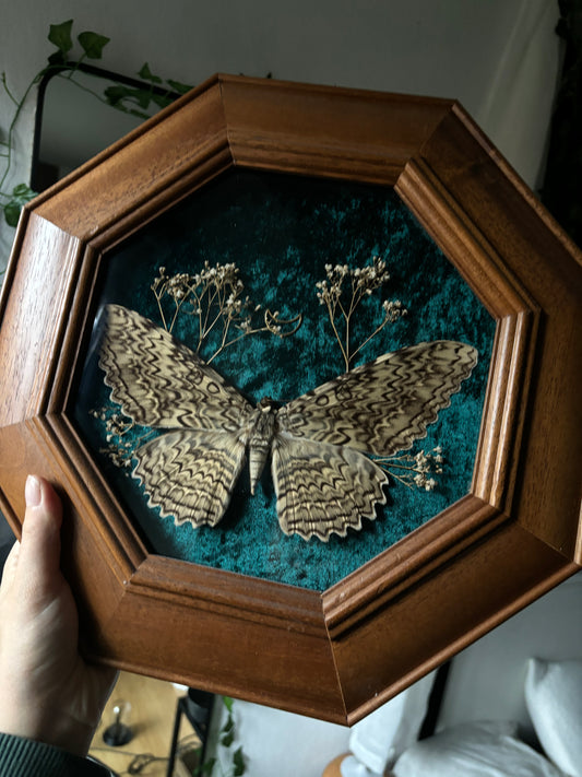 XXL Vintage wooden frame - Thysania agrippina (White witch moth)