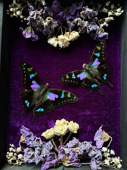 Graphium Weiskei | Whimsical Velvet Floral Frame