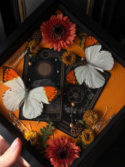 Tarot Magic – Hebomoia glaucippe – Vertical Frame (20x20cm)