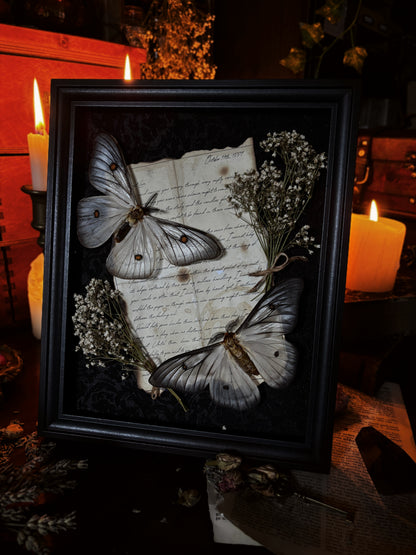 "A Letter to the Ghosts" - Ceranchia apollina (Ghostly silk moths) (25x20cm)