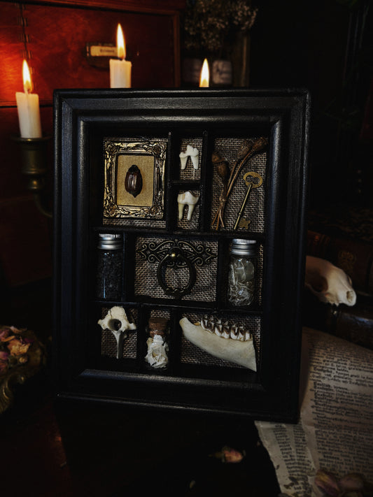 Curio Cabinet – Framed Shadowbox of Natural Oddities (23x18cm)