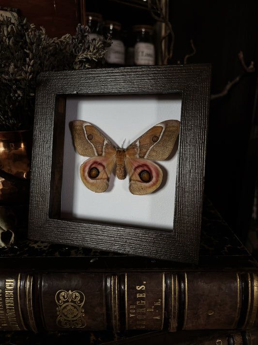 Antherina suraka | Wings of Whimsy Collection (12x12cm)