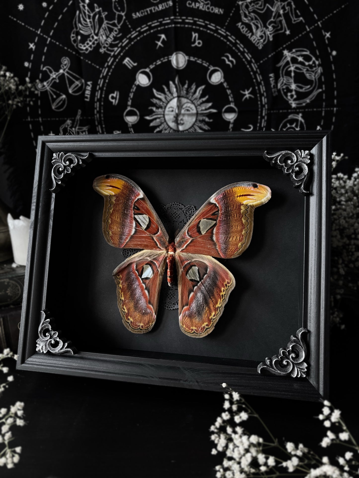 XL Attacus Atlas - Atlas moth