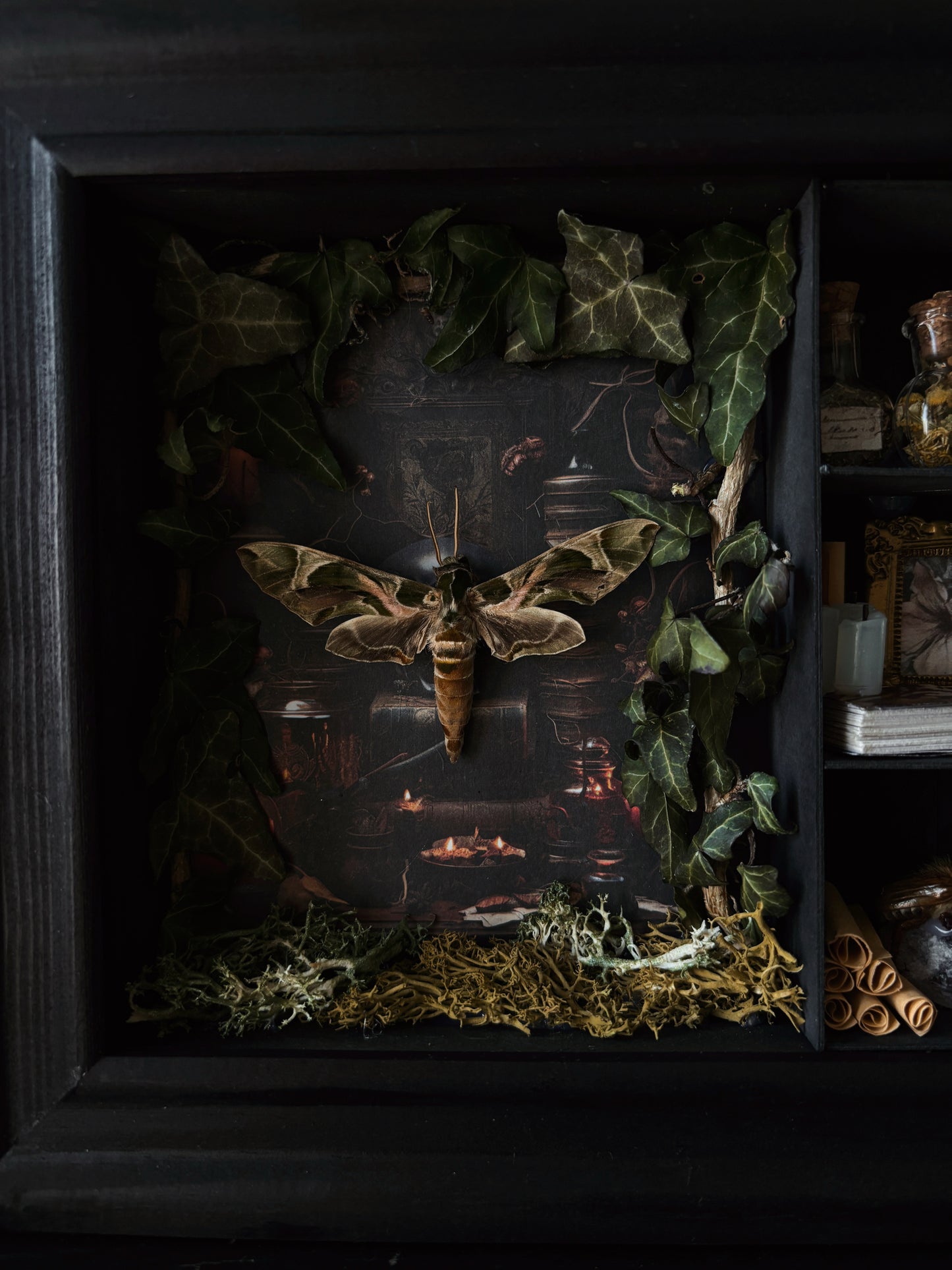 Occult Study – Miniature Witch’s Cabinet – Daphnis nerii (23 × 18 cm)