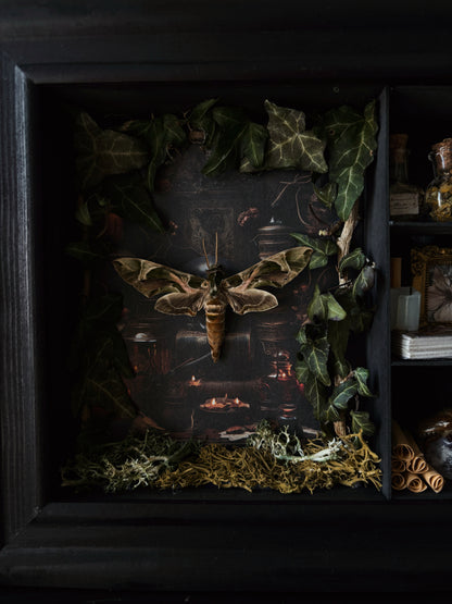 Occult Study – Miniature Witch’s Cabinet – Daphnis nerii (23 × 18 cm)