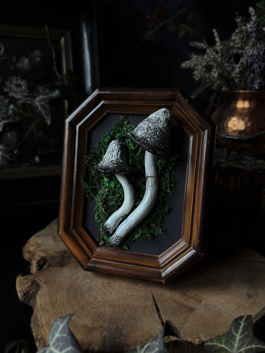 🍄 Shaggy Ink Cap (Coprinus comatus)