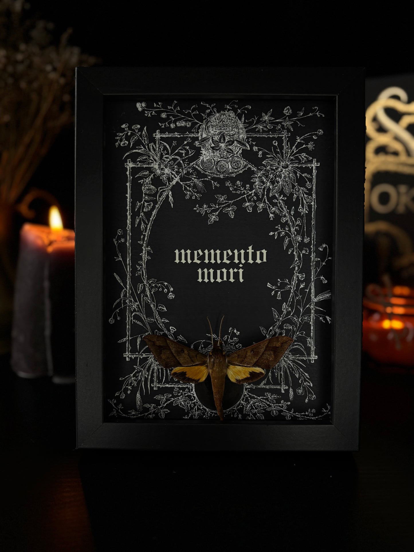 Memento Mori Gothic Frame | Gnathothlibus meeki (18x13cm)