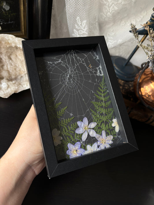 Framed Preserved Spiderweb – Enchanted Garden Relic (15x10cm)
