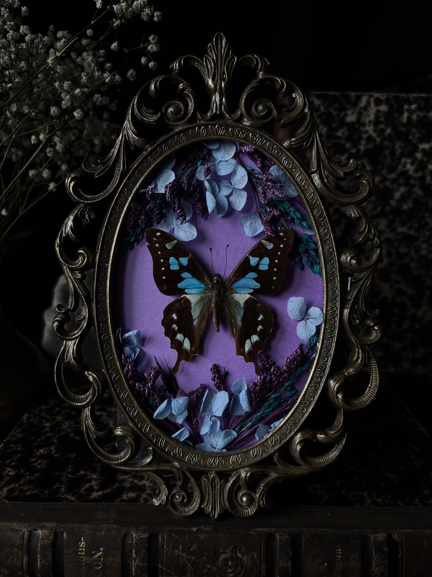 Graphium weiskei (Vintage)