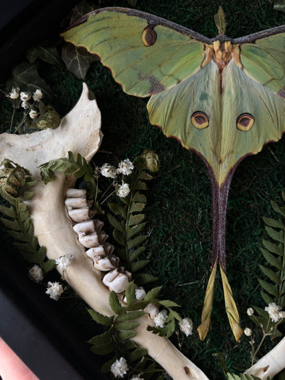 Argema Mimosae | Framed Moth with Deer Bone (25x25cm)