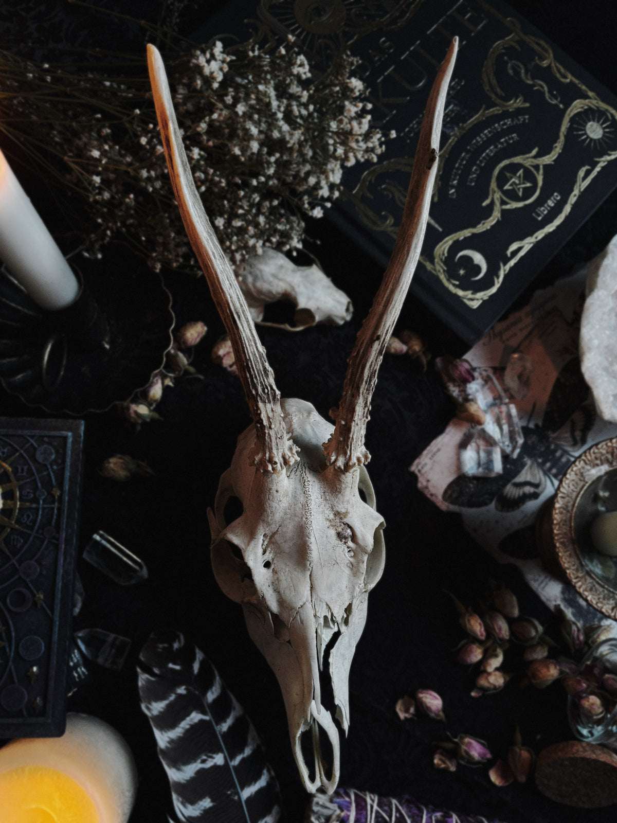 Deer skull