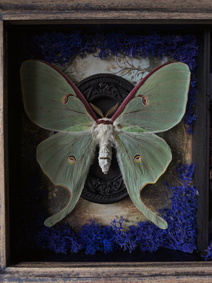 Lilac Apothecary cabinet - Luna moth