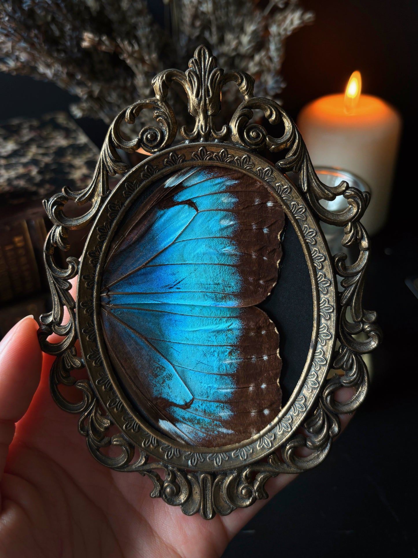 Morpho Wings 🦋 (Vintage brass frame) (13x10cm)