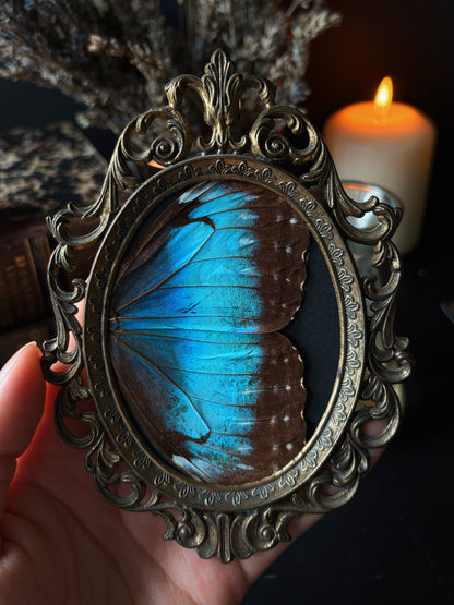 Morpho Wings 🦋 (Vintage brass frame) (13x10cm)