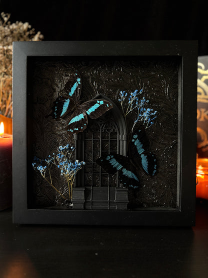 Papilio Epiphorbas Butterfly Cathedral | Gothic Frame with Blue Baby’s Breath (20x20cm)