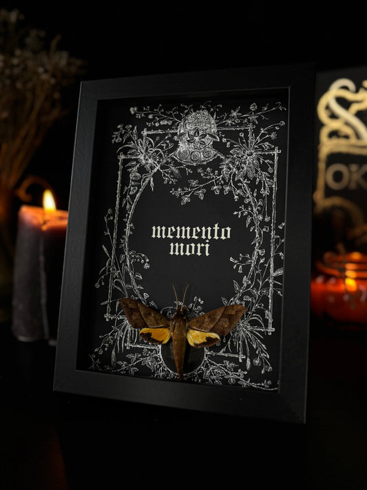 Memento Mori Gothic Frame | Gnathothlibus meeki (18x13cm)