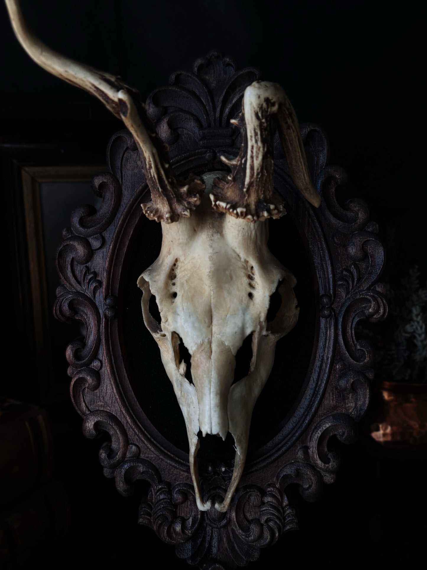 Twisted Antlers – Framed Skull (31 x 20 cm)