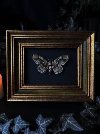 Collectors edition:  Brahmaea Hearseyi -Vintage frame(25x20 cm)