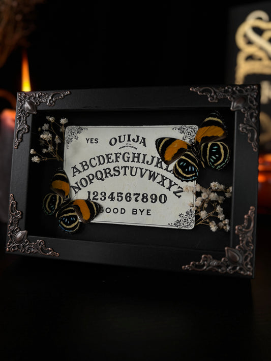 Ouijah board |  Callicore Aegina (15x10cm)