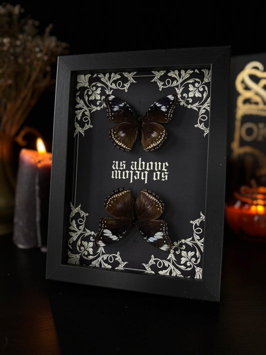 "As Above - So Below" | Hypolimnas Bolina Occult Display (18x13cm)