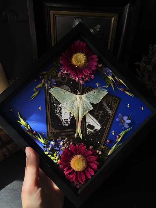 Tarot Magic – Actias selene – Vertical Frame (20x20cm)