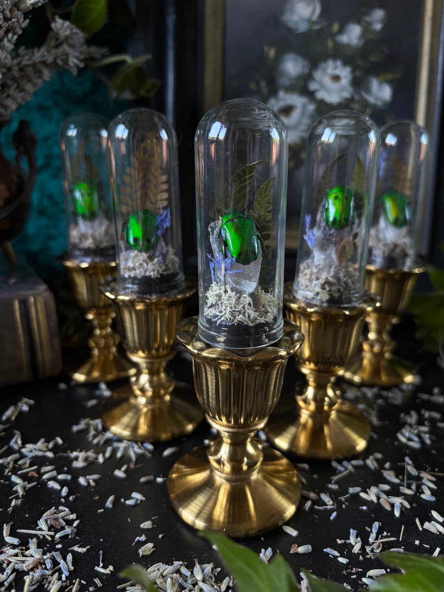 Glass dome with brass stand - Heterorrhina Sexmaculata