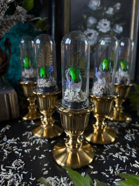 Glass dome with brass stand - Heterorrhina Sexmaculata