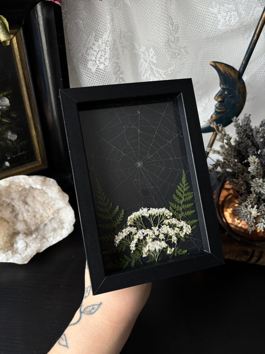 Framed Preserved Spiderweb – Enchanted Garden Relic (15x10cm)