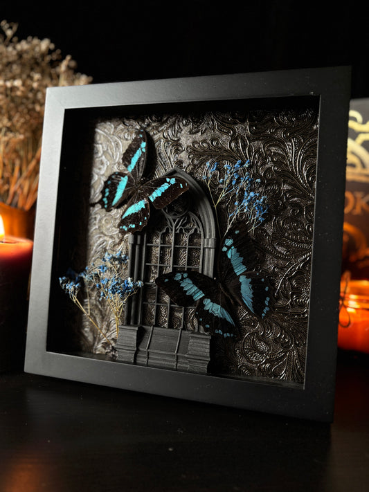 Papilio Epiphorbas Butterfly Cathedral | Gothic Frame with Blue Baby’s Breath (20x20cm)