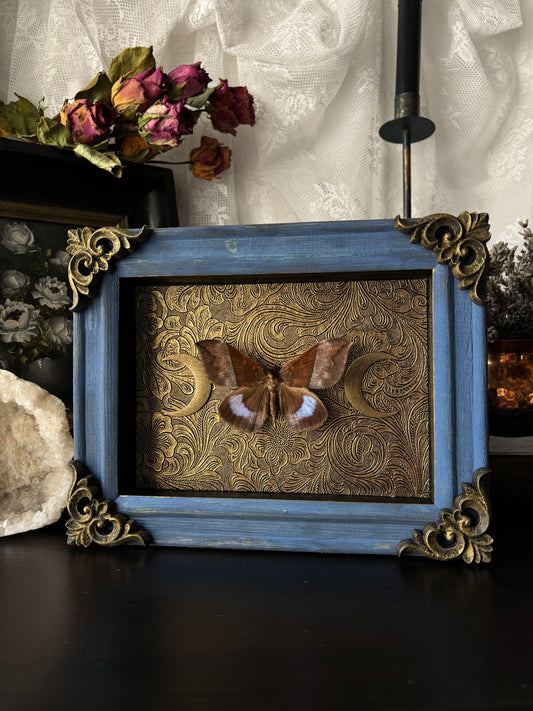 “Celestial Wings” – Framed Moth on Baroque Moonlit Tapestry (23x18cm)