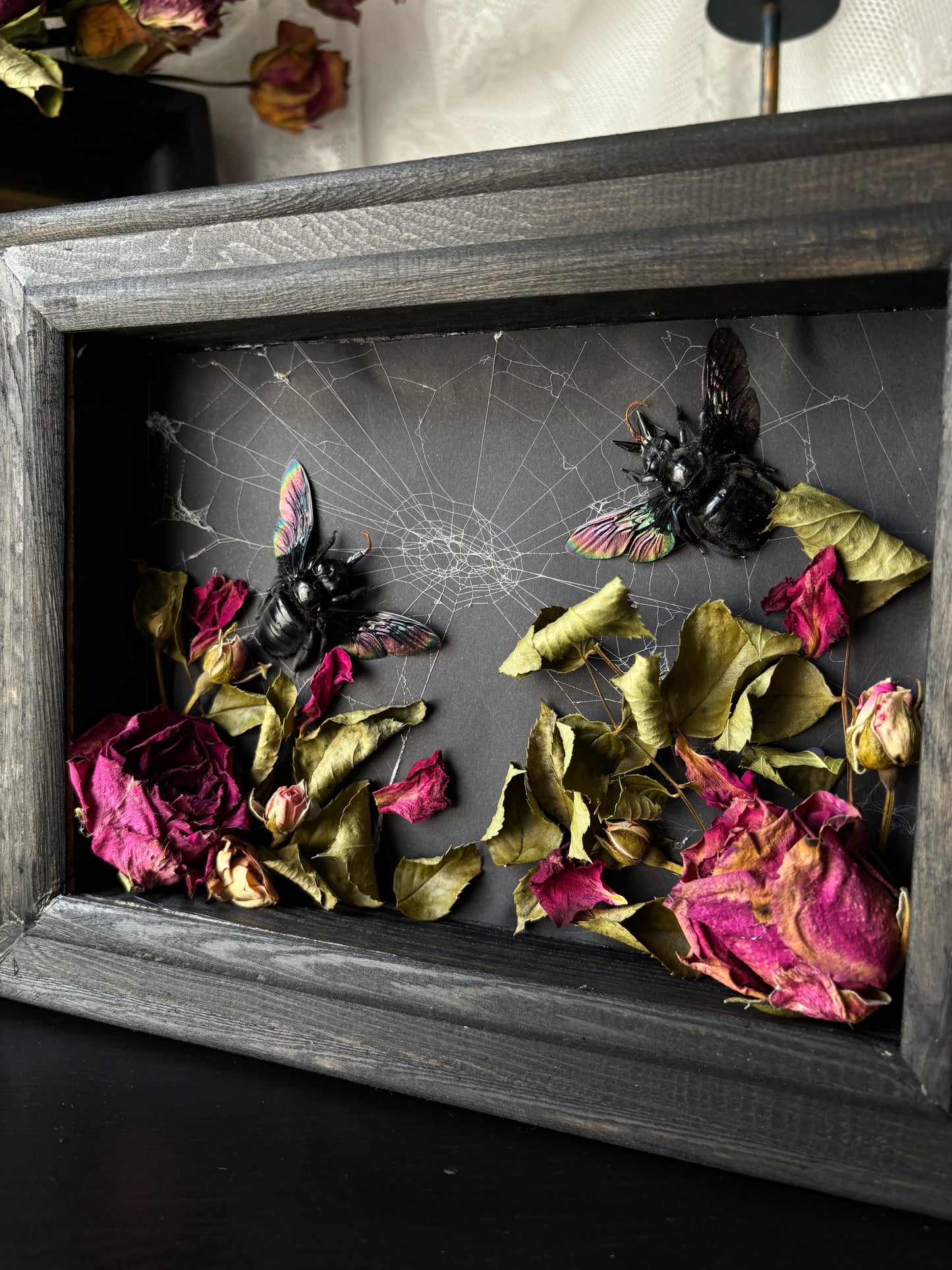 “Keeper of the Web” – Xylocopa latipes (23x18 cm)