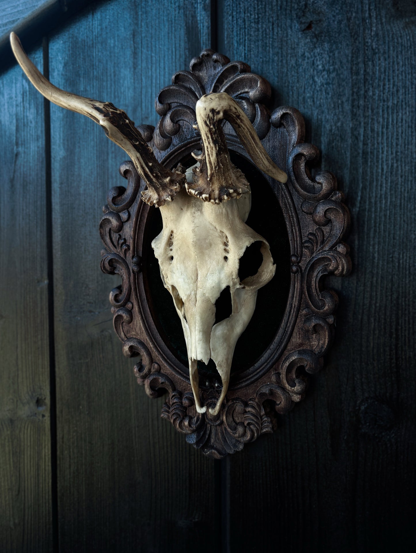 Twisted Antlers – Framed Skull (31 x 20 cm)