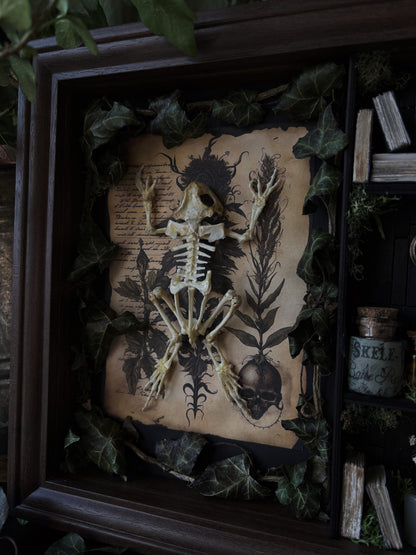 Forbidden forest Apothecary cabinet