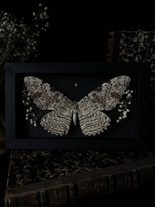 Rare! White witch moth /Thysania agrippina (22x12cm)