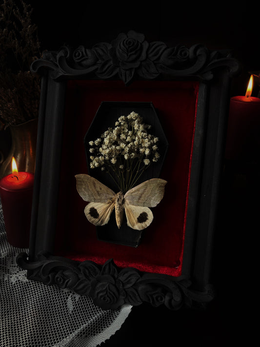 „Coffin“ - Ophisma pallescens (18x13cm)