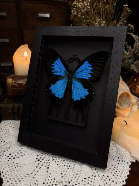 „Blacked out“ - Papilio Ulysses (18x13cm)