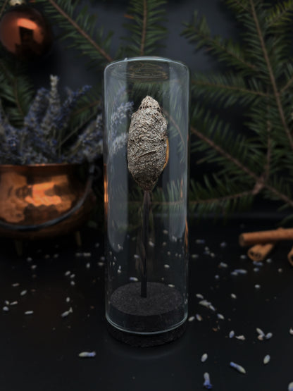 Mini glass dome - Moth cocoon