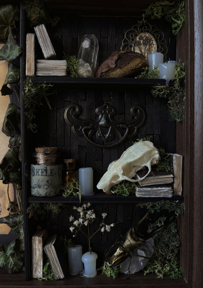 Forbidden forest Apothecary cabinet