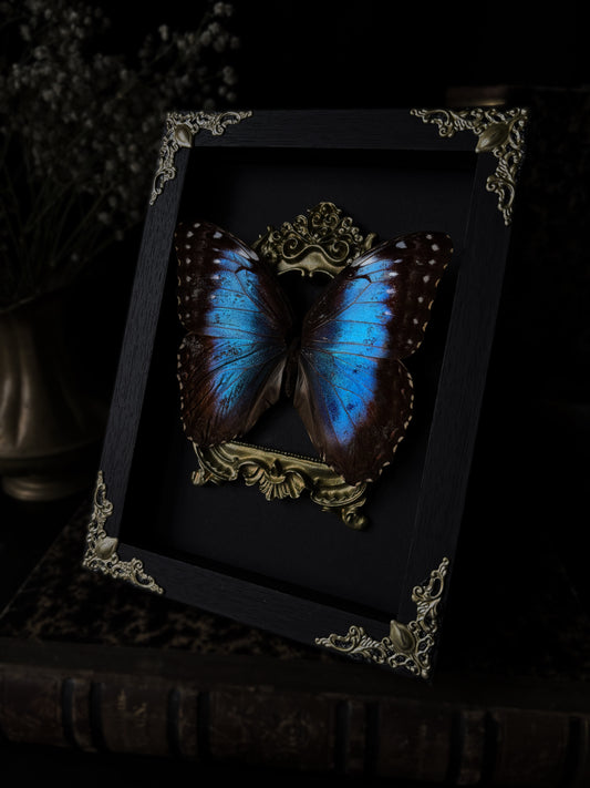 „Aurelia“ - Morpho helenor (18x13cm)