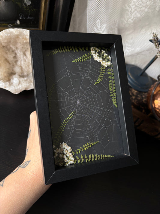 Framed Preserved Spiderweb – Enchanted Garden Relic (15x10cm)