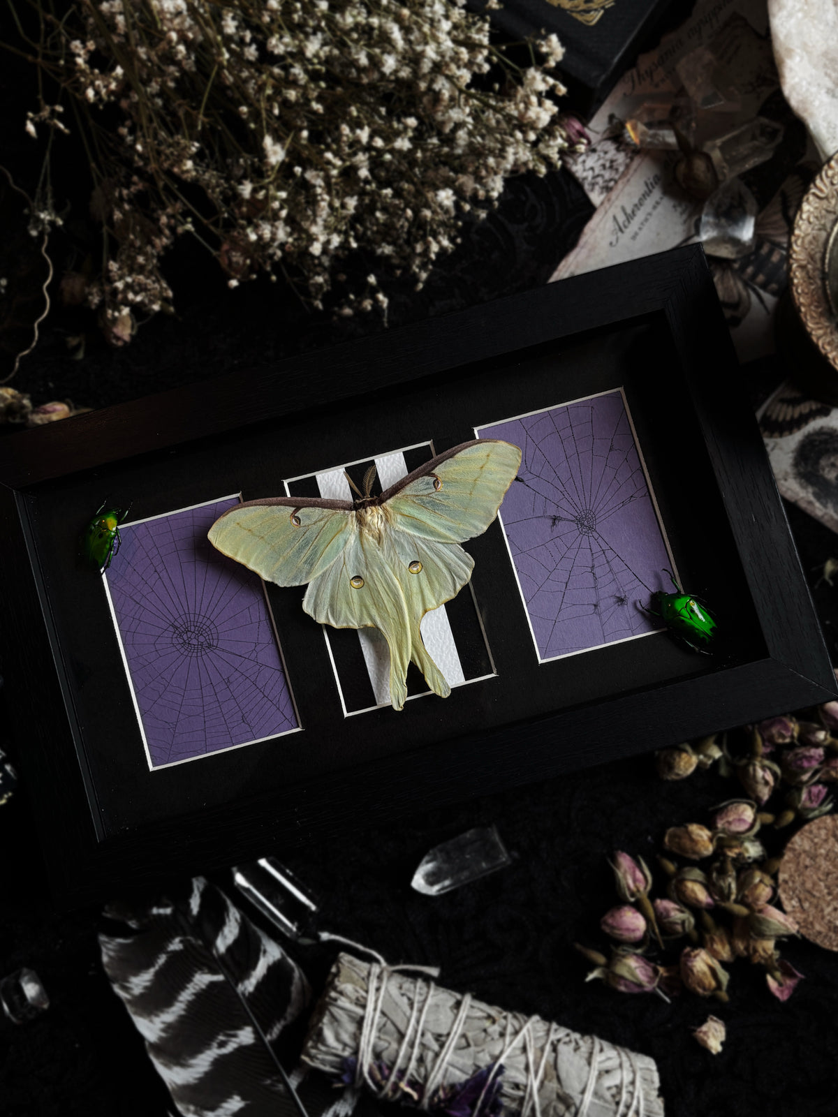 "The Afterlife Garden" - Actias Luna (22x12cm)